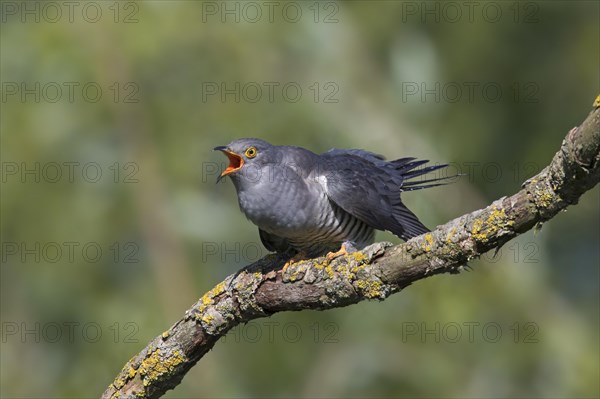 Common cuckoo