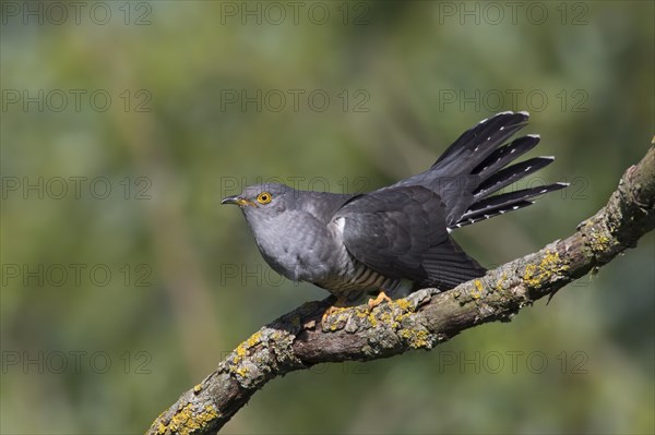 Common cuckoo