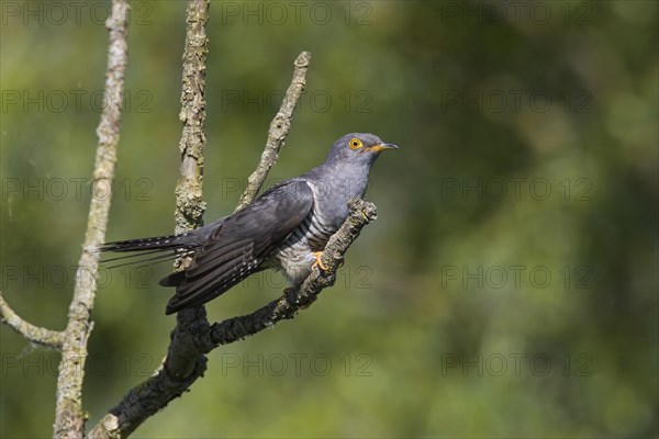 Common cuckoo