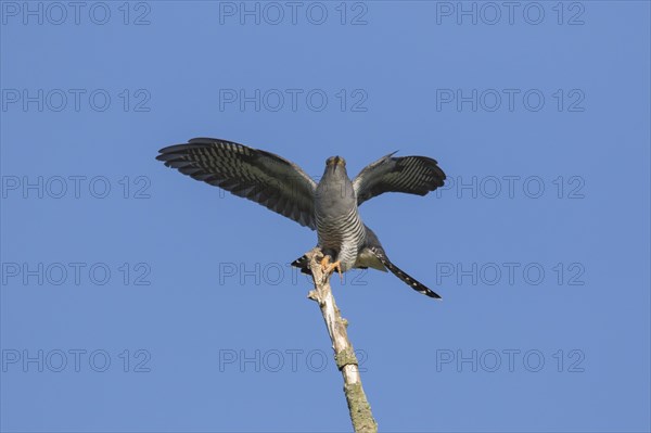 Common cuckoo