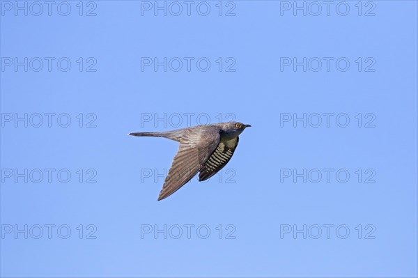 Common cuckoo