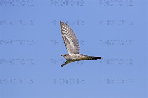 Common cuckoo