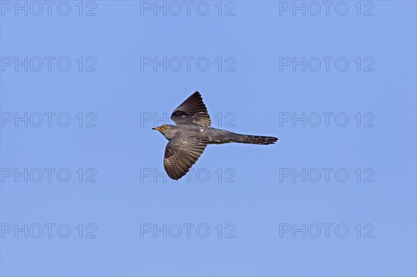 Common cuckoo