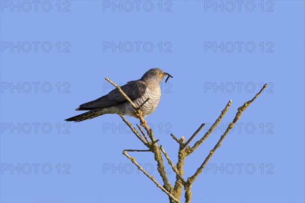 Common cuckoo