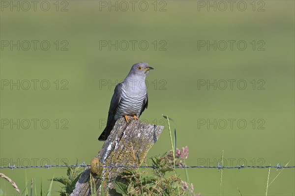 Common cuckoo