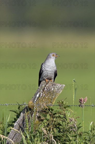 Common cuckoo