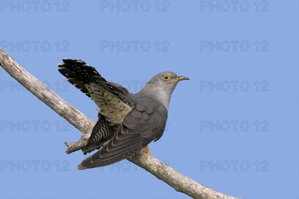 Common cuckoo