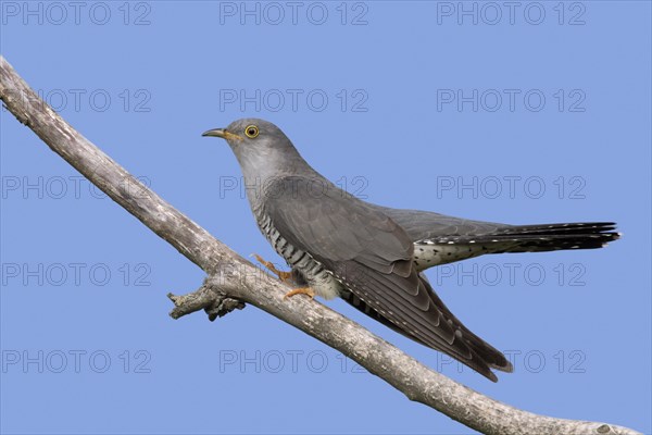 Common cuckoo