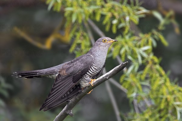 Common cuckoo