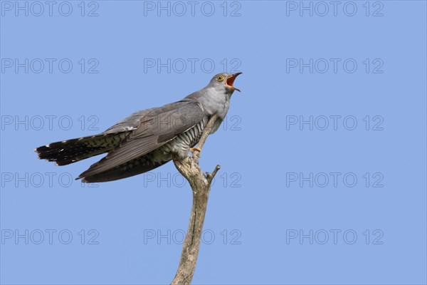 Common cuckoo