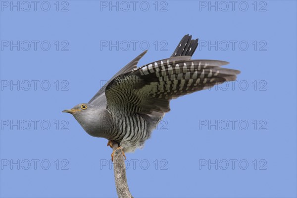 Common cuckoo