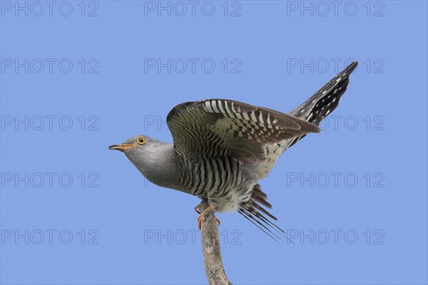 Common cuckoo