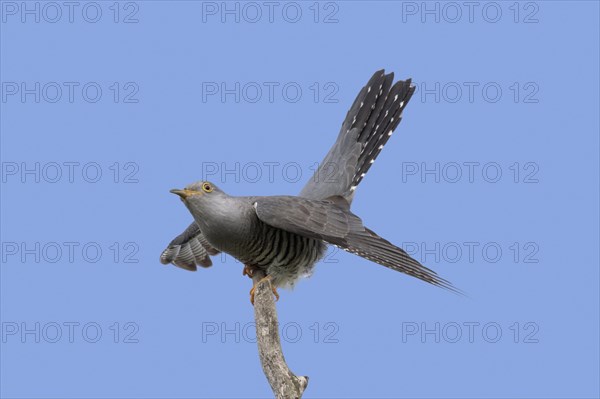 Common cuckoo