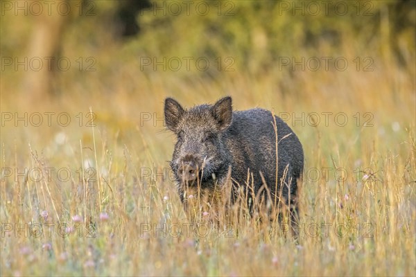 Solitary wild boar