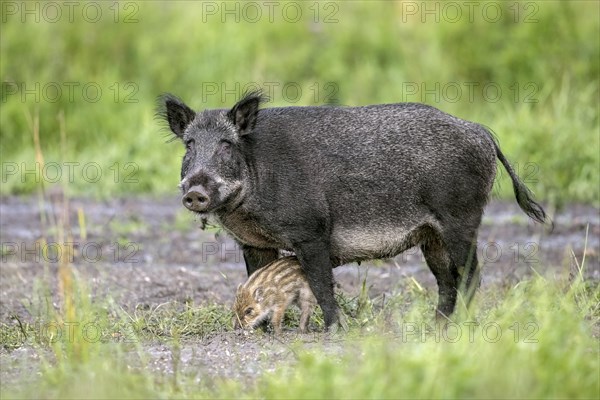 Wild boar