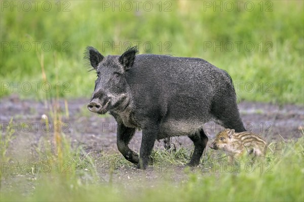 Wild boar