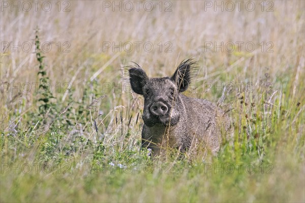 Solitary wild boar