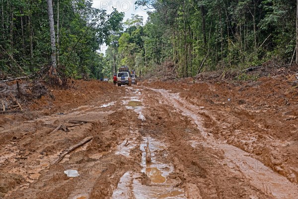 Minibuses stuck in the mud in the rain forest along the Linden-Lethem track