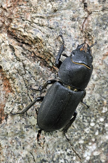 Lesser stag beetle