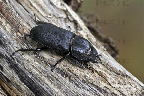 Lesser stag beetle