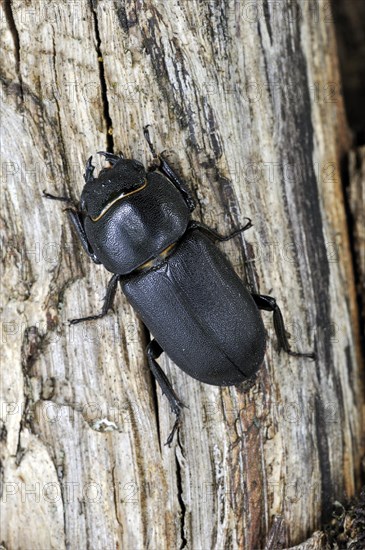 Lesser stag beetle