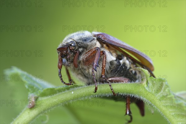 Common cockchafer