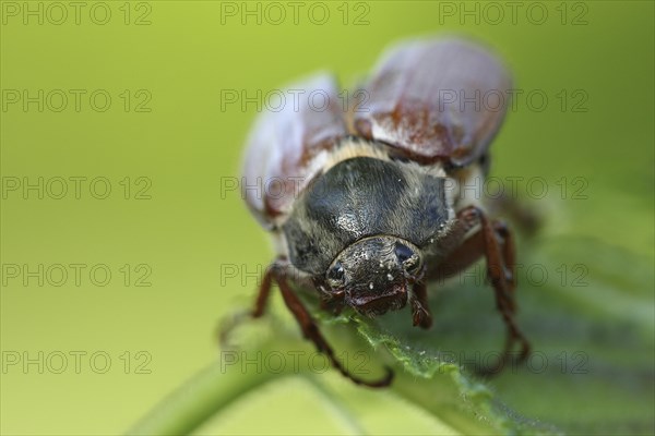 Common cockchafer