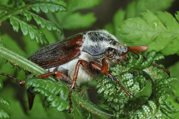 Cockchafer