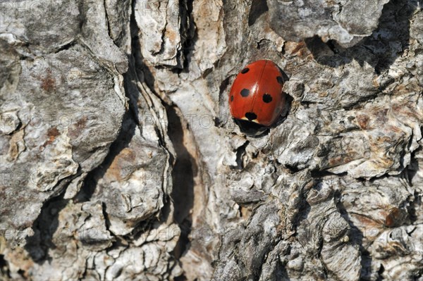 Seven-spot ladybird