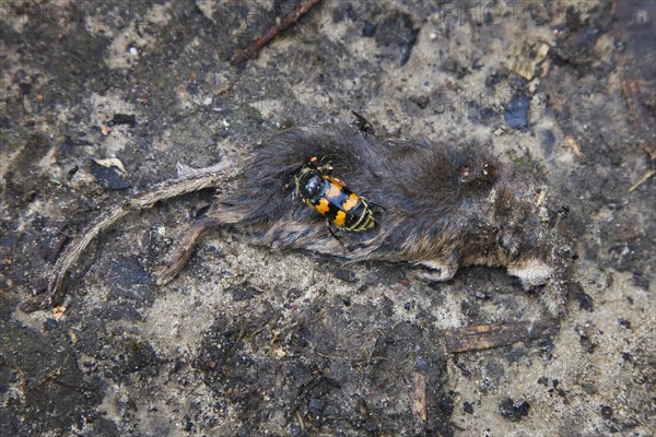 Burying beetle