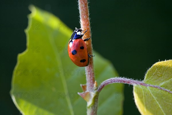 Seven-spot ladybird