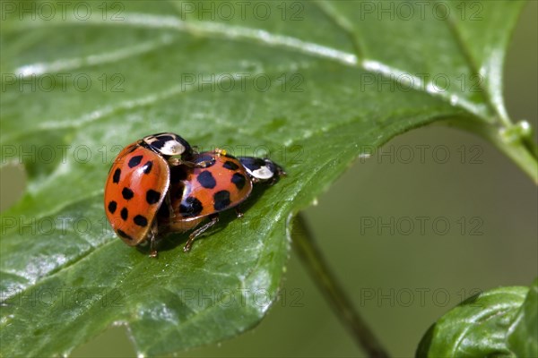 Asian lady beetles