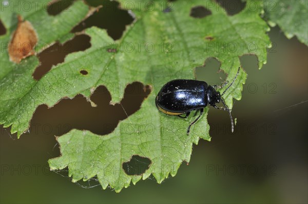 Damage on leaf caused by Alder leaf beetle