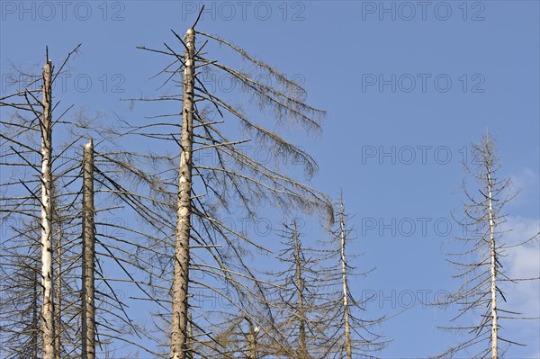 Broken dead spruce trees afflicted by Spruce Bark Beetle