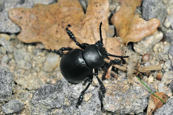 Bloody-nosed beetle