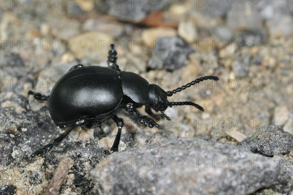 Bloody-nosed beetle