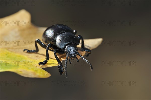 Bloody-nosed beetle