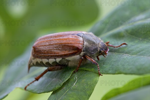 Common cockchafer