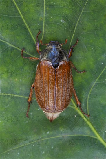 Common cockchafer