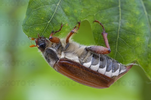 Common cockchafer