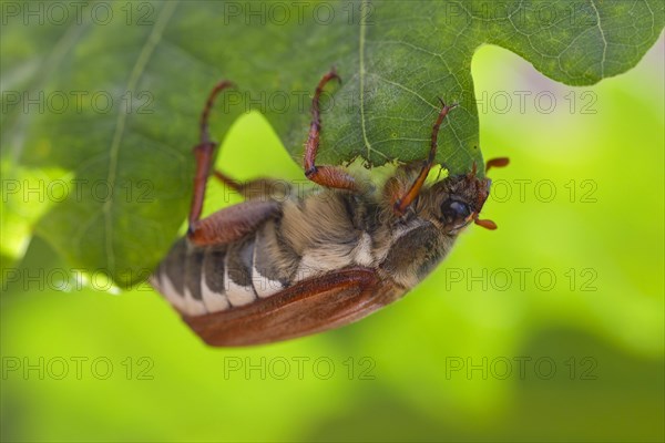 Common cockchafer