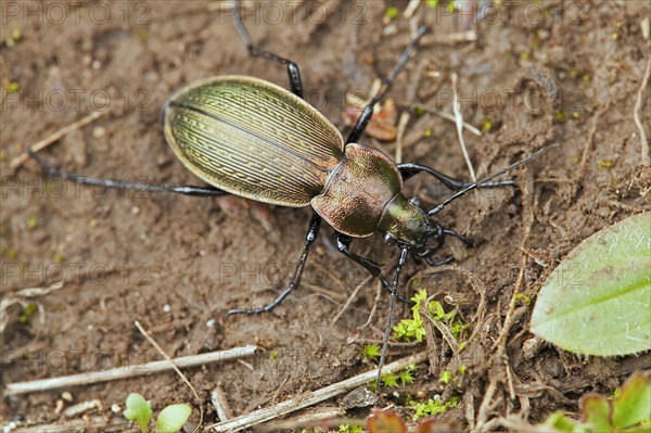 Golden ground beetle