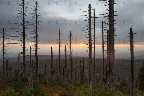 Broken dead spruce trees afflicted by European spruce bark beetle