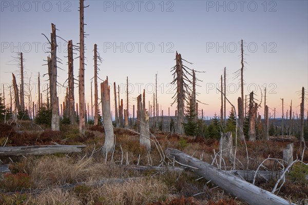 Broken dead spruce trees afflicted by European spruce bark beetle