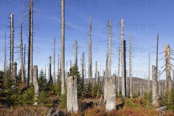 Broken dead spruce trees afflicted by European spruce bark beetle