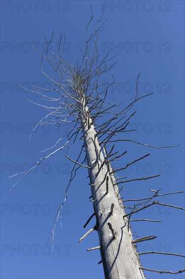 Dead spruce tree afflicted by European spruce bark beetle