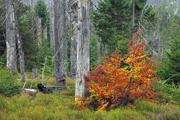 Killed spruce trees afflicted by European spruce bark beetle