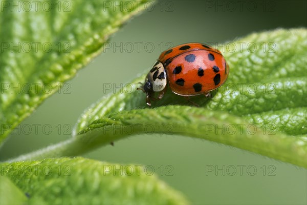 Harlequin ladybird