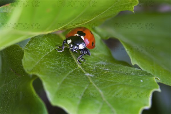 Seven-spot ladybird