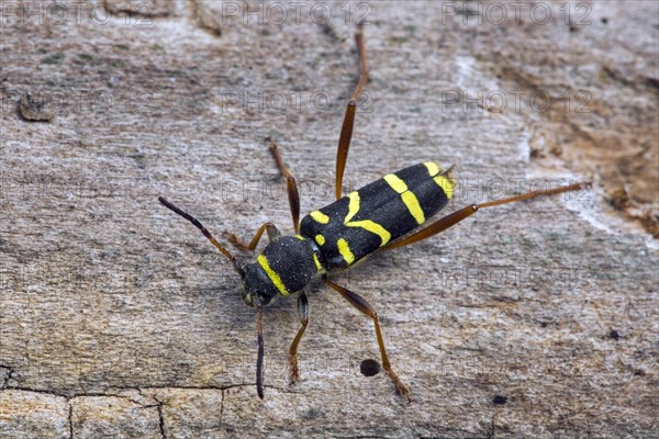 Wasp beetle